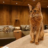 猫カフェモカ　渋谷公園通り店に投稿された画像（2025/2/21）