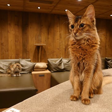 猫カフェモカ　渋谷公園通り店に投稿された画像（2025/2/21）