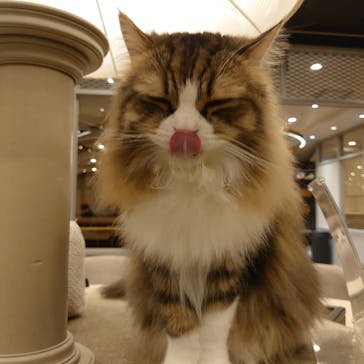 猫カフェモカ　渋谷公園通り店に投稿された画像（2025/2/21）