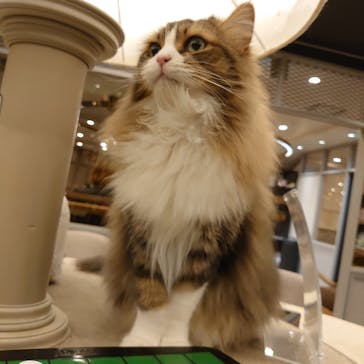 猫カフェモカ　渋谷公園通り店に投稿された画像（2025/2/21）