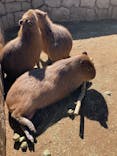 伊豆シャボテン動物公園に投稿された画像（2025/2/21）