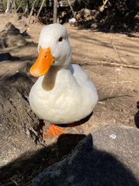 伊豆シャボテン動物公園に投稿された画像（2025/2/21）
