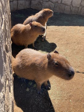 伊豆シャボテン動物公園に投稿された画像（2025/2/21）
