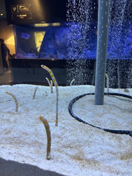 すみだ水族館に投稿された画像（2025/2/21）
