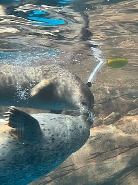しながわ水族館に投稿された画像（2025/2/21）