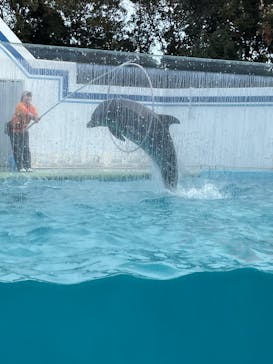 しながわ水族館に投稿された画像（2025/2/21）