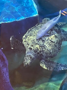 しながわ水族館に投稿された画像（2025/2/21）