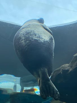 しながわ水族館に投稿された画像（2025/2/21）