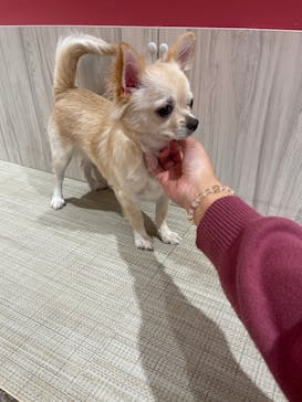 いぬカフェRio 池袋店に投稿された画像（2025/2/21）