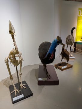 特別展「鳥 ～ゲノム解析が解き明かす新しい鳥類の系統～」国立科学博物館に投稿された画像（2025/2/21）