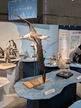 特別展「鳥 ～ゲノム解析が解き明かす新しい鳥類の系統～」国立科学博物館に投稿された画像（2025/2/21）