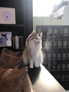 猫カフェモカ　渋谷センター街店に投稿された画像（2025/2/21）