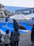 大分マリーンパレス水族館 「うみたまご」に投稿された画像（2025/2/22）