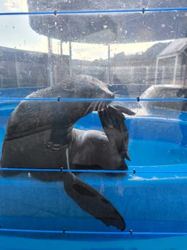 大分マリーンパレス水族館 「うみたまご」に投稿された画像（2025/2/21）