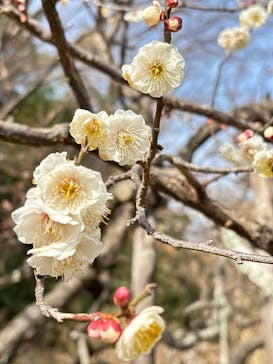 三溪園に投稿された画像（2025/2/21）