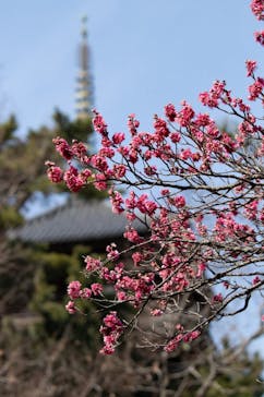 三溪園に投稿された画像（2025/2/21）