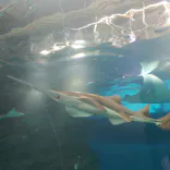 マクセル アクアパーク品川に投稿された画像（2025/2/22）