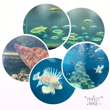 葛西臨海水族園に投稿された画像（2025/2/22）