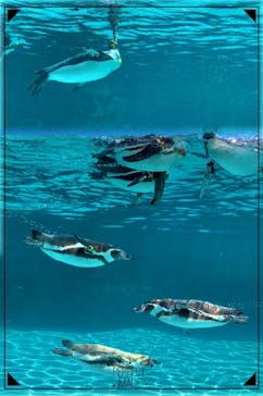 葛西臨海水族園に投稿された画像（2025/2/22）