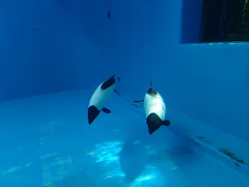 仙台うみの杜水族館に投稿された画像（2025/2/22）