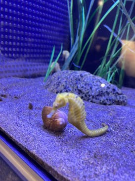 竹島水族館に投稿された画像（2025/2/22）