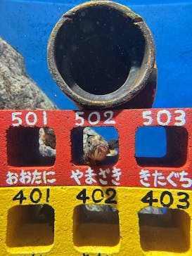 竹島水族館に投稿された画像（2025/2/22）