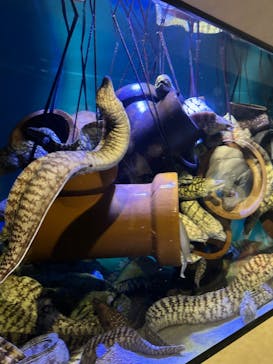 竹島水族館に投稿された画像（2025/2/22）