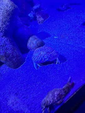 竹島水族館に投稿された画像（2025/2/22）