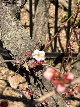 偕楽園本園に投稿された画像（2025/2/22）