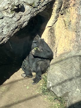 恩賜上野動物園に投稿された画像（2025/2/22）