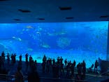 沖縄美ら海水族館に投稿された画像（2025/2/22）