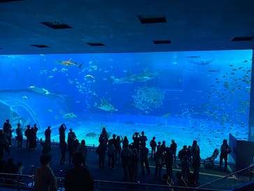 沖縄美ら海水族館に投稿された画像（2025/2/22）