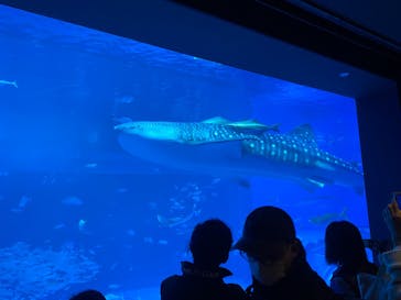 沖縄美ら海水族館に投稿された画像（2025/2/22）