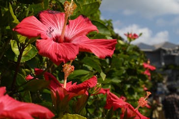 沖縄美ら海水族館に投稿された画像（2025/2/22）