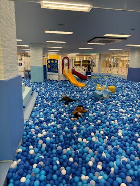 ピュアハートキッズランドエコール和泉中央に投稿された画像（2025/2/22）