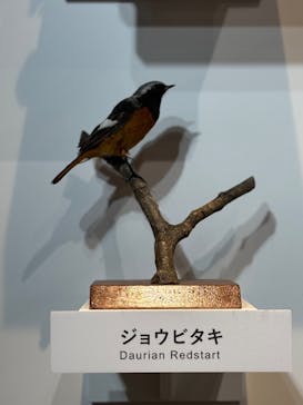 特別展「鳥 ～ゲノム解析が解き明かす新しい鳥類の系統～」国立科学博物館に投稿された画像（2025/2/22）