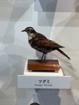 特別展「鳥 ～ゲノム解析が解き明かす新しい鳥類の系統～」国立科学博物館に投稿された画像（2025/2/22）