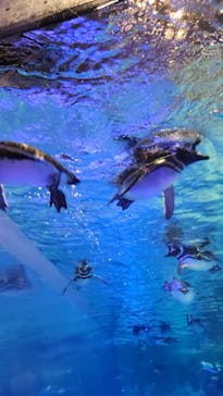 すみだ水族館に投稿された画像（2025/2/22）