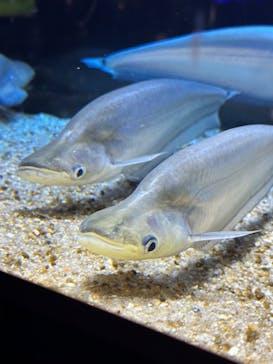 カワスイ 川崎⽔族館に投稿された画像（2025/2/22）