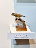 特別展「鳥 ～ゲノム解析が解き明かす新しい鳥類の系統～」国立科学博物館に投稿された画像（2025/2/22）