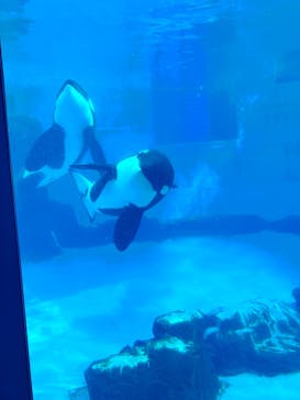 名古屋港水族館に投稿された画像（2025/2/22）