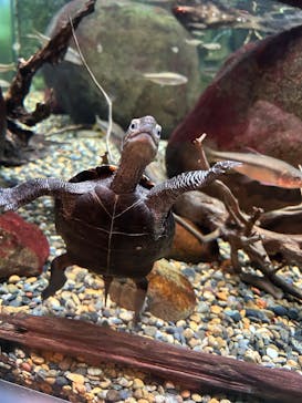 世界淡水魚園水族館　アクア・トトぎふに投稿された画像（2025/2/22）