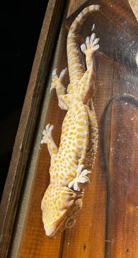 世界淡水魚園水族館　アクア・トトぎふに投稿された画像（2025/2/22）