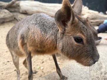 神戸どうぶつ王国に投稿された画像（2025/2/22）