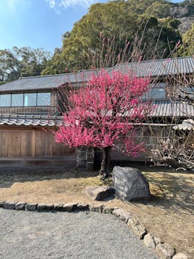 仙巌園に投稿された画像（2025/2/22）