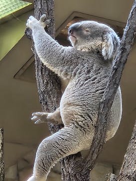 名古屋市東山動植物園に投稿された画像（2025/2/22）