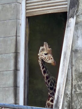 名古屋市東山動植物園に投稿された画像（2025/2/22）