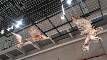 特別展「鳥 ～ゲノム解析が解き明かす新しい鳥類の系統～」国立科学博物館に投稿された画像（2025/2/22）