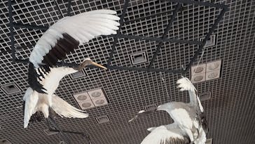 特別展「鳥 ～ゲノム解析が解き明かす新しい鳥類の系統～」国立科学博物館に投稿された画像（2025/2/22）