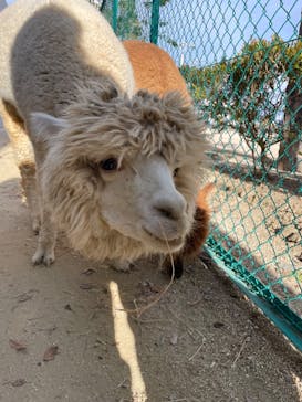 霞ケ浦 どうぶつとみんなのいえに投稿された画像（2025/2/22）